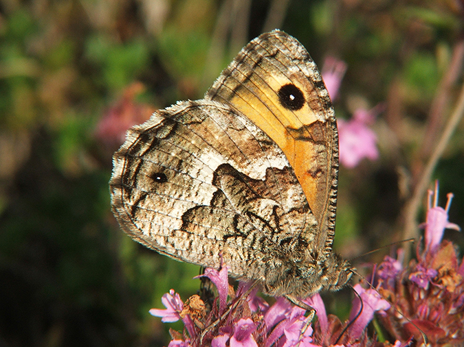 Hipparchia semele